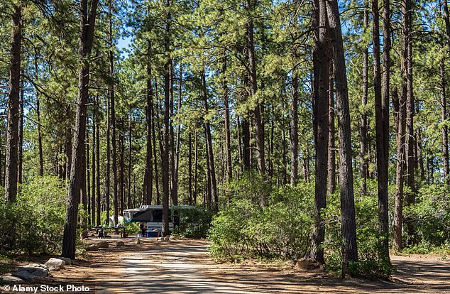 Locals use the San Juan National Forest for hiking, biking, herding livestock, and hunting. Pictured is a file photo of a campsite in Mancos, Colorado.