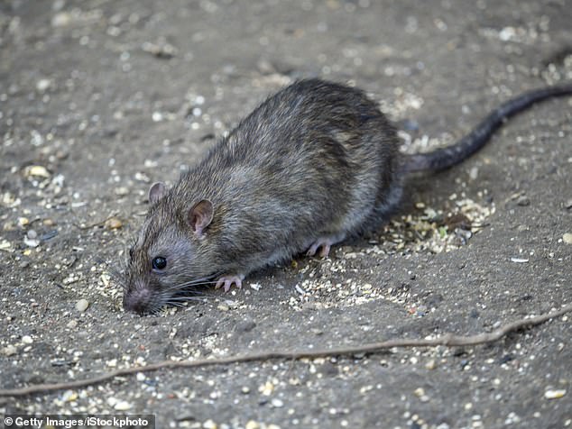 The couple discovered they had Norway rats, or brown rats, hiding under the floor (pictured: file image of a Norway rat)