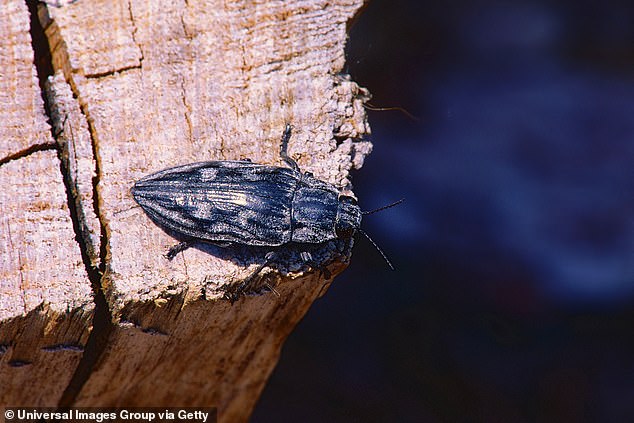 The couple was soon informed that they had wood-boring beetles eating the wood in their home and had to pay $4,500 to have it heat-treated to expel them. (Pictured: Stock photo of a wood-boring beetle)