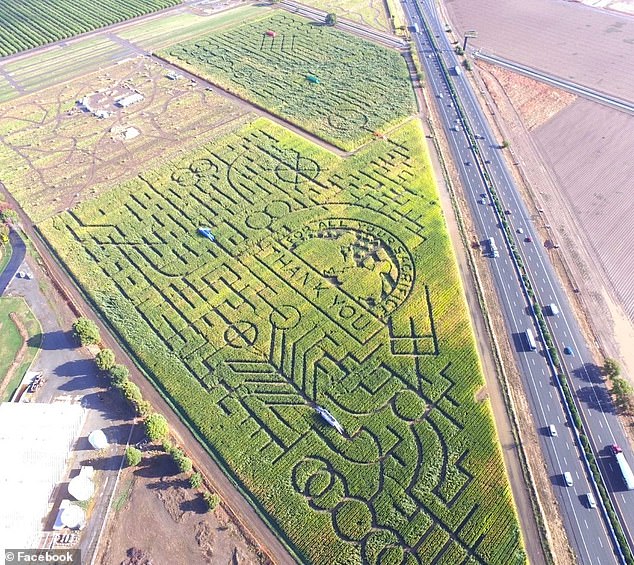 The maze has become so popular that it causes traffic jams on the freeway and causes lost customers to make numerous calls to 911 to be rescued.