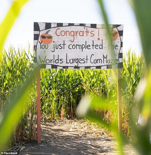 Some thrill-seekers like to treat the seasonal activity like a race, while others like to take their time looking at the 10-foot stalks.