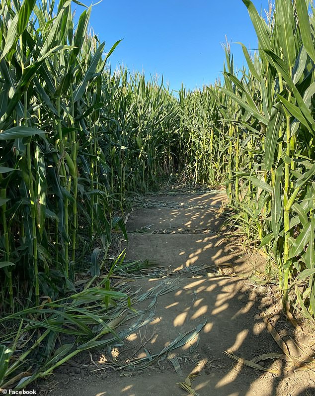 This year there are two phrases carved into the corn: 'A house divided will not stand' and 'God bless America'