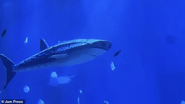 Xiaomeisha Ocean World said it had displayed the robot because it is now banned from trading live whale sharks.