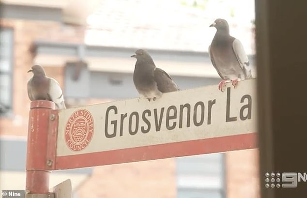 Two more pigeons were seen perched on a nearby street sign, watching the store and having the opportunity to enter.