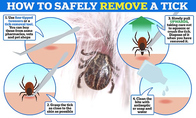 Getting rid of a tick from your own skin is essential to avoid the risk of infection or contracting other diseases, including Lyme disease. The NHS has a four-step routine to help detect and safely remove ticks