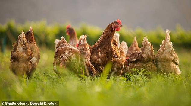 Nationwide, bird flu has infected more than 100 million birds in 48 states.