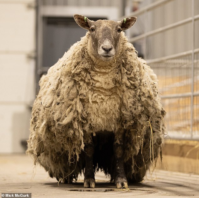 Fiona was in desperate need of a shearing after her rescue last year.