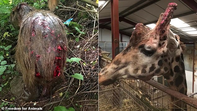 1729117649 316 Harrowing images reveal scale of alleged animal abuse at Britains