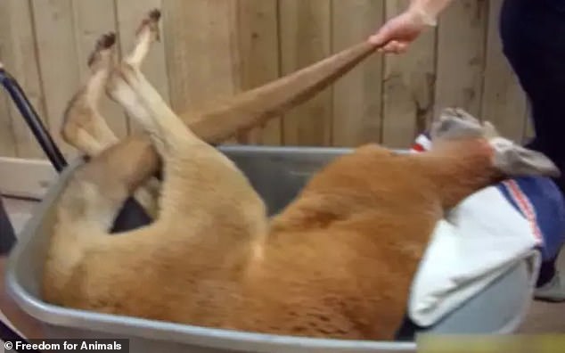 A kangaroo being transported in a wheelbarrow at the zoo (pictured)