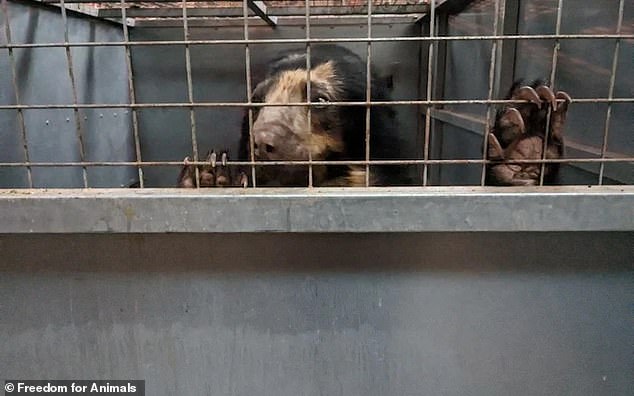 A bear inside a cage at Dalton in Furness Zoo, Cumbria