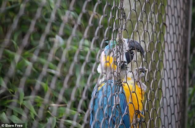 Macaw seen at zoo with 'severe feather loss around neck and missing feathers on top of head' in 2022