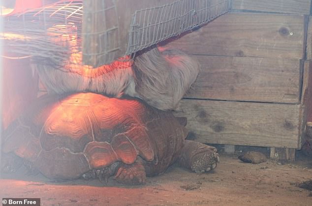 A turtle and sloth snuggle under a heat lamp at Safari Lakes Zoo in Cumbria in 2022.