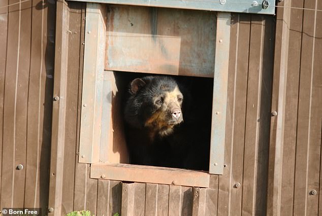 A brown bear looks out a small window at South Lakes Safari Zoo during an inspection in 2022