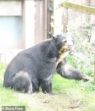 A bear looks through a fence inside its enclosure at South Lakes Safari Zoo in Cumbria in 2022.