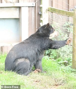 A bear looks through a fence inside its enclosure at South Lakes Safari Zoo in Cumbria in 2022.