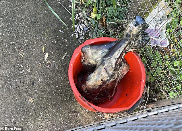 Raw meat seen dumped in bucket outside tiger enclosure in 2022