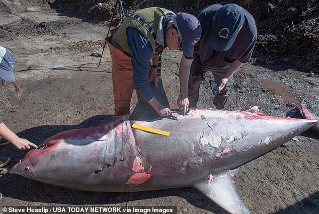 The massive 12-foot, 1,240-pound shark was reportedly found around 8 a.m. along the shoreline of Nauset Beach in Eastham.