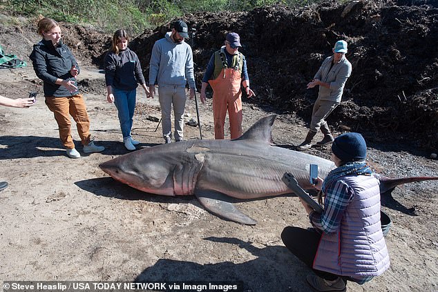 1729125560 429 Enormous great white shark washes up dead on Cape Cod