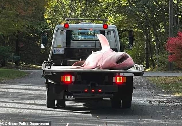 A ranger vehicle had to be used to tow the obviously mangled animal to the beach's lower parking lot before it was taken to public works headquarters on Giddiah Hill Road.