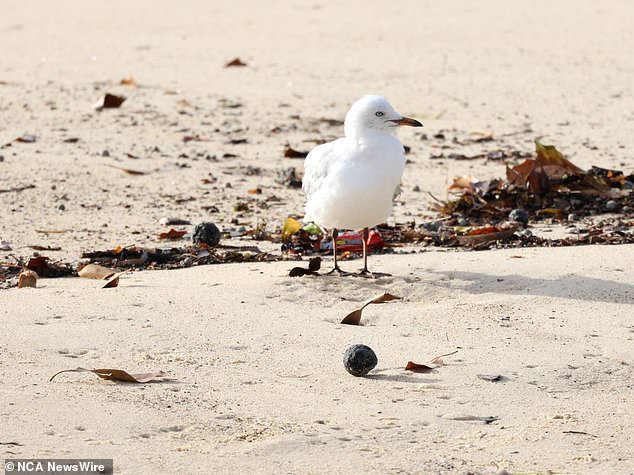 Tar balls that appeared on Coogee beach (pictured) have led to its closure until further notice.