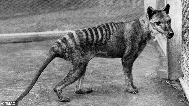 The last living Tasmanian tiger, or thylacine, died in captivity at Beumaris Zoo (pictured) in 1936.