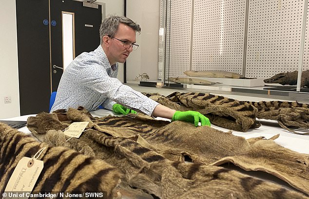 Because Tasmanian tigers became extinct so recently, there are many well-preserved specimens, such as skins (pictured).