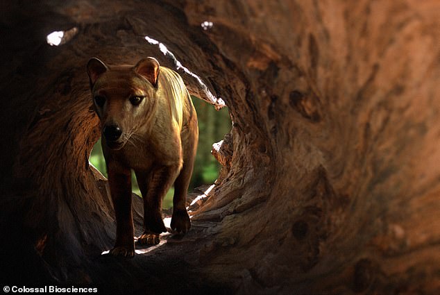 This is the first time an ancient genome has been reconstructed with such precision and could soon pave the way for the genetic engineering of the first living Tasmanian tigers.