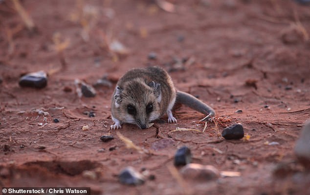 By comparing these genes to the Tasmanian tiger's closest relative, the thick-tailed dunnart (pictured), scientists hope to identify the 