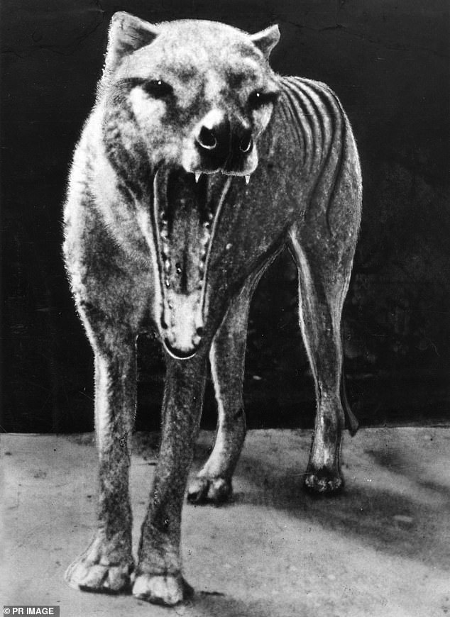 Colossal Biosciences has focused on recreating the distinctive skull and jaw of the Tasmanian tiger by identifying several 'key genes' responsible for this distinctive feature.