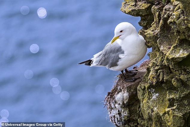 Mull of Galloway is home to protected colonies of gulls, as seen here, reveals Martin