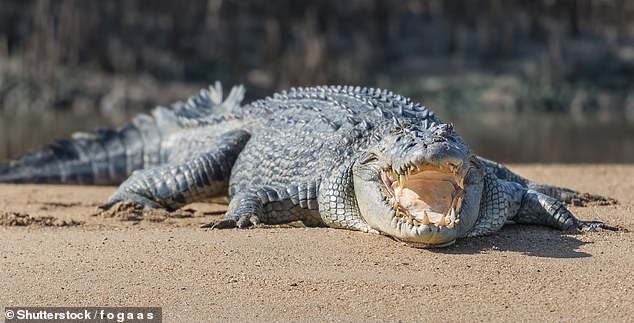 Denis was attacked by a large saltwater crocodile (archive image)