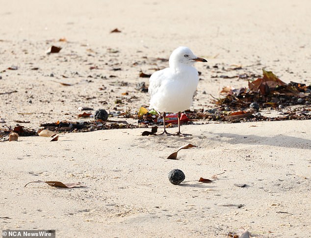 The balls are not hard like stones and their shape indicates that they have been in the sea for at least weeks.