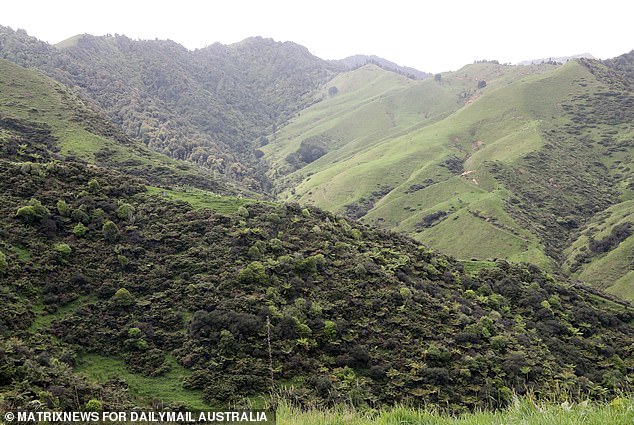 The Phillips family has been wandering through farmland and dense forests for three years (pictured: nature around Marokopa)