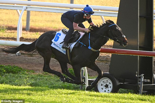 English raider Sayedaty Sadaty works on the track before the big race at Caulfield Racecourse