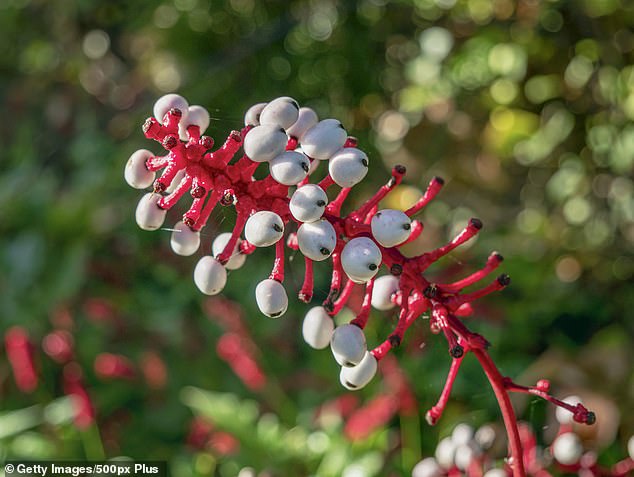 The 'doll's eye' plant can cause serious side effects if ingested and even be fatal.