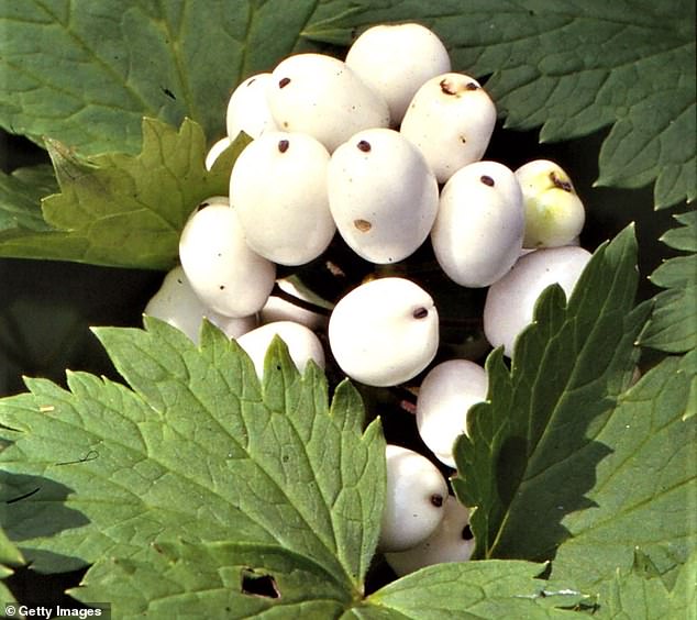 Eating just six berries can be fatal, prompting experts and government agencies to issue stern warnings about their dangers.