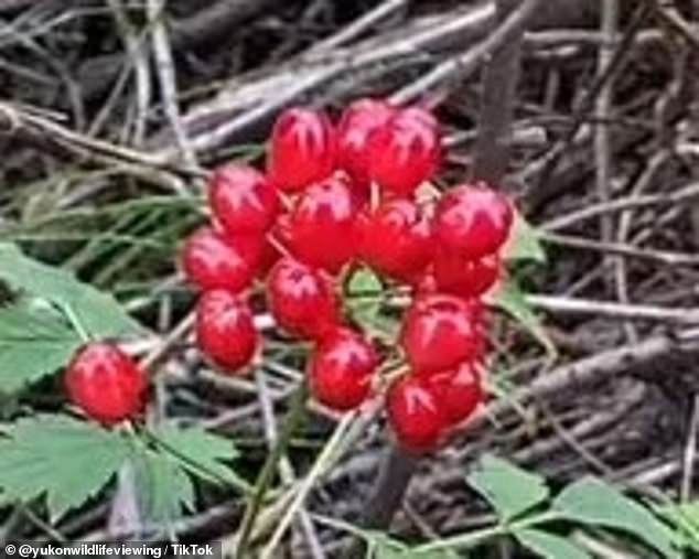 The red berry grows everywhere in the US except the southeastern part and is just as deadly as the white berry.