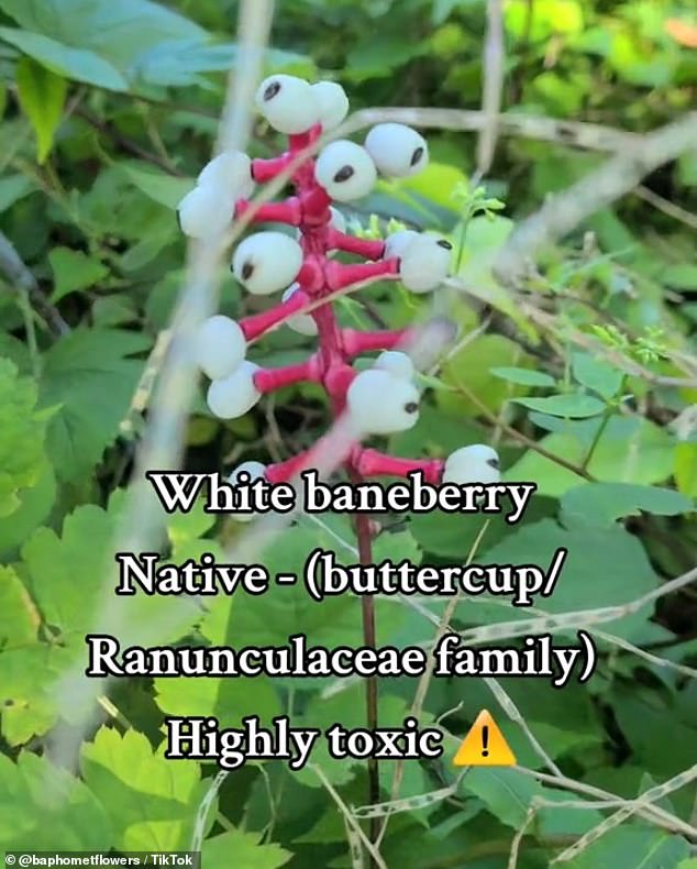 A hiker who encountered the deadly white berries in New York documented his experiences