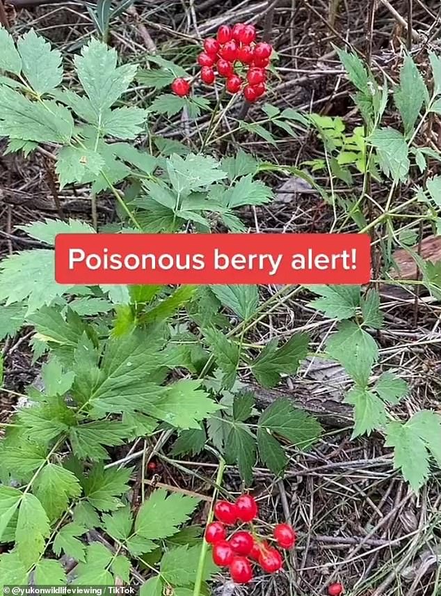 A wildlife explorer spotted red mulberries in Canada and explained their harmful effects.