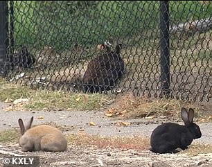 Although residents consider bunnies to be 