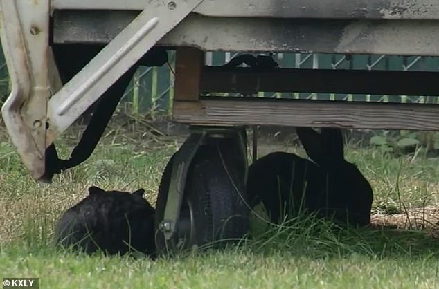 The lore surrounding these cute animals is that the original bunnies were given as Easter gifts before being abandoned in the East Queen Avenue area about seven or eight years ago. Since then they have multiplied and have taken over a six-block radius.