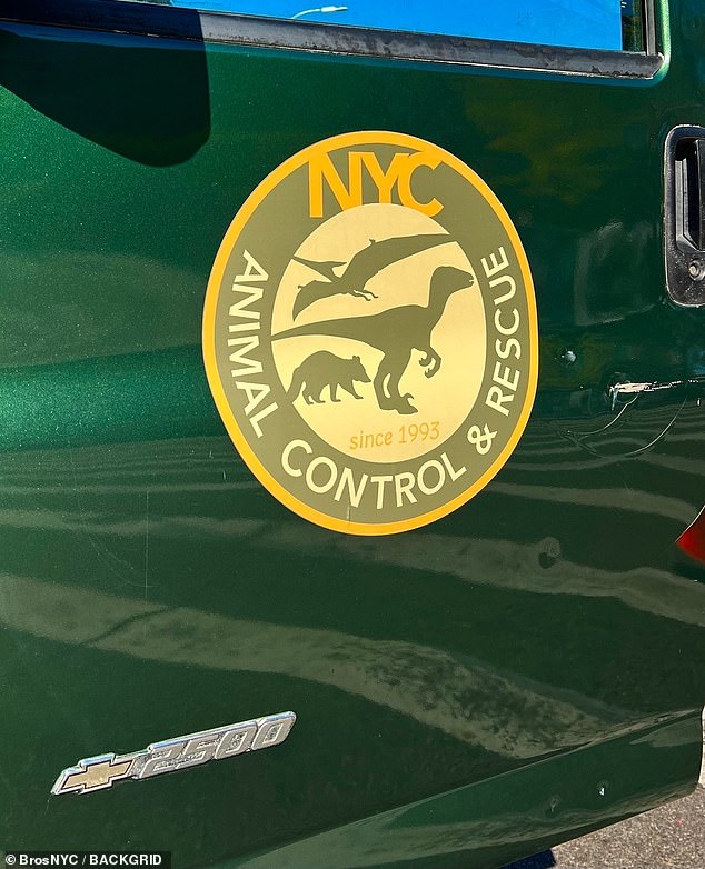 One of the vehicles at the scene had the appropriate Animal Control & Rescue NYC logo that featured the shapes of three different dinosaurs.