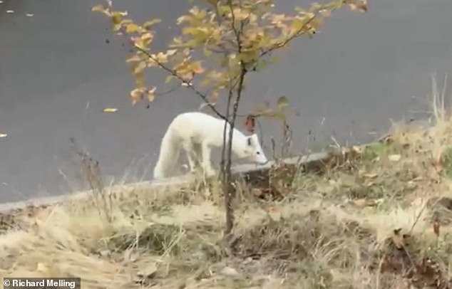 The white fox trotted around as Portland resident Richard Melling and his wife filmed it.