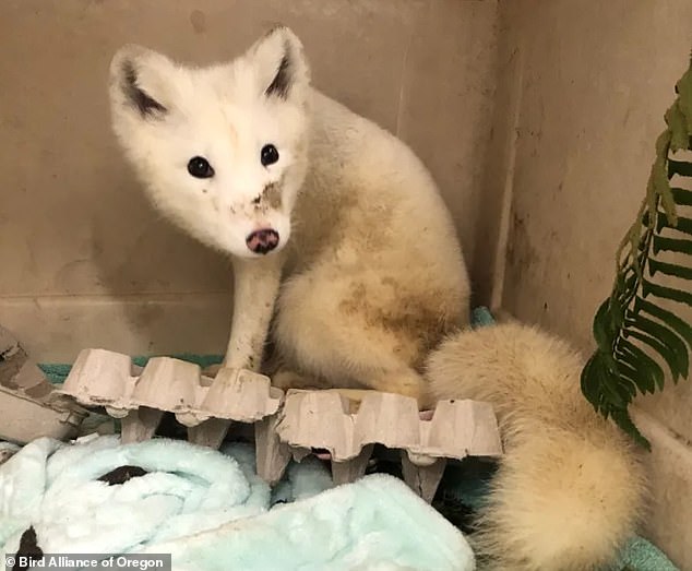 Arctic foxes are not typically found in Portland and tend to live in much colder regions such as Alaska, Greenland, and Iceland.