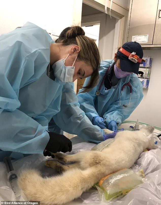 The fox was nursed back to health at the Bird Alliance of Oregon Wildlife Care Center.