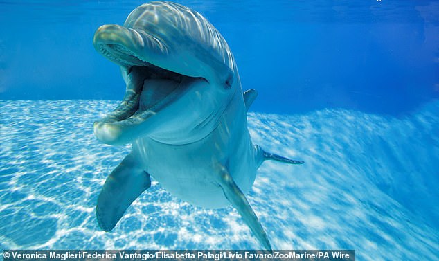 Dolphins rarely attack humans, and experts believe the mammals' bites were an attempt at communication (file photo)