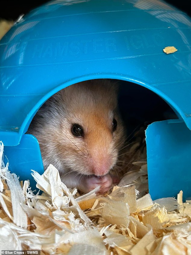 The Blue Cross in Suffolk took the hamster to the pet charity's rehoming center in Wherstead, near Ipswich.