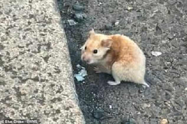 The Syrian hamster was being chased by a cat on West Street in Harwich, Essex, when the revelers sprung into action.