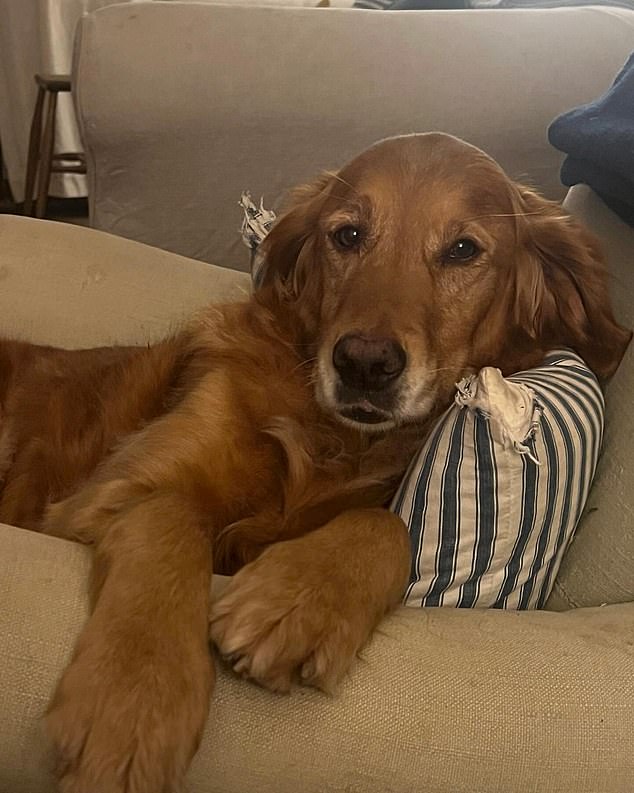 On Sunday, Don posted a photo of his old dog Nellie on Instagram, who died last year, writing: 