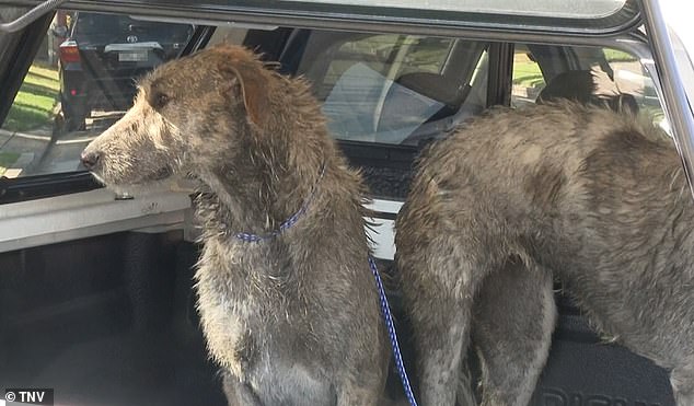 Police and Georges River Council gamekeepers confiscated two Irish wolfhounds (pictured)